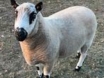 Kerry Hill dekram, Dieren en Toebehoren, Schapen, Geiten en Varkens, Mannelijk, Schaap, 3 tot 5 jaar