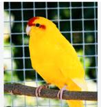 Kakariki jaune, Animaux & Accessoires, Juillet, Plusieurs animaux
