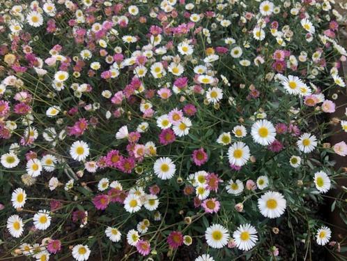 Erigeron karvinskianus of Muurfijnstraal, Tuin en Terras, Planten | Tuinplanten, Vaste plant, Bodembedekkers, Ophalen