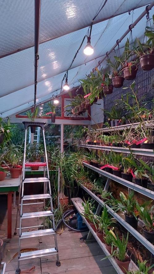 Volledige orchideeëncollectie te koop, Tuin en Terras, Planten | Tuinplanten, Vaste plant, Overige soorten, Halfschaduw, Ophalen