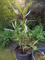 Oleander 125 cm hoog in oorkuip, Ophalen