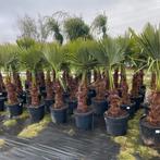 ‼️palmbomen trachycarpus fortunei aan de beste prijzen‼️, Tuin en Terras, Ophalen