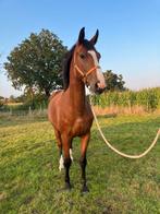 3 jarige chaclot merrie rx gekeurd, Dieren en Toebehoren, Paarden, Merrie, Springpaard, Gechipt, Niet van toepassing