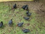 Marans zwart koperhals haantjes, Dieren en Toebehoren, Pluimvee