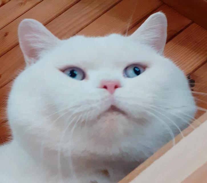 Brits korthaar dekkater. (Niet te koop), Dieren en Toebehoren, Katten en Kittens | Dekkaters, 3 tot 5 jaar