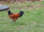 vorwork hannen, Dieren en Toebehoren, Mannelijk, Kip