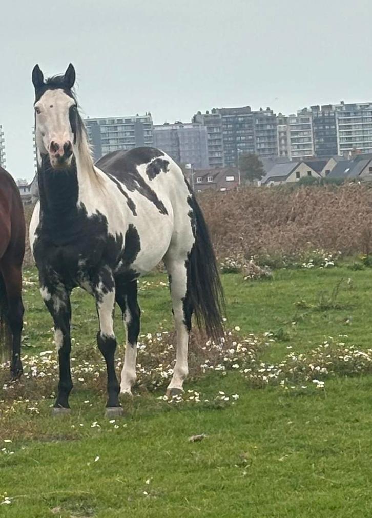 Overo paint, Animaux & Accessoires, Chevaux, Hongre