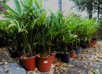 Winterharde Palmboomplanten Trachycarpus Fortunei, Tuin en Terras, Volle zon, Vaste plant, Lente, Ophalen