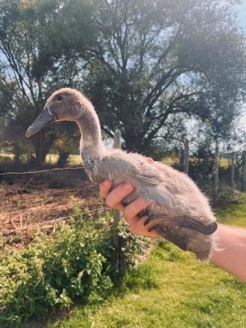 Knap loopeendje, Mâle, Canard
