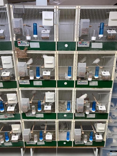 Kweekkooien voor kanaries, Dieren en Toebehoren, Vogels | Kanaries, Kleurkanarie, Geslacht onbekend