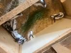 Vlinder konijntjes mogen hun nest verlaten, Dieren en Toebehoren, Konijnen, Geslacht onbekend, Groot, 0 tot 2 jaar