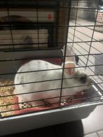 Lapin, Ophalen, Kooi, Konijn