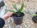 Set van 4 soorten palmbomen die vorst aankunnen., Tuin en Terras, Planten | Bomen, Lente, Minder dan 100 cm, Palmboom, Ophalen