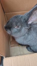 Vlaamse reus ram voor dekking, Dieren en Toebehoren