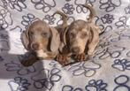 Teckel dwergteckel pups isabella , merle , choco , blue ..., Dieren en Toebehoren, Honden | Teckels en Dashonden, CDV (hondenziekte)