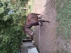 Palomino merrie recreatie paard met stamboom, Dieren en Toebehoren, Paarden, Merrie