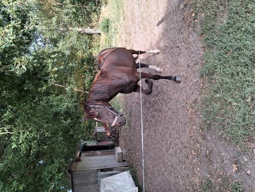 Palomino merrie recreatie paard met stamboom, Dieren en Toebehoren, Paarden, Merrie