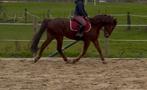 Cheval de loisir, Dieren en Toebehoren, Paarden, Met stamboom, Ruin, 3 tot 6 jaar, L