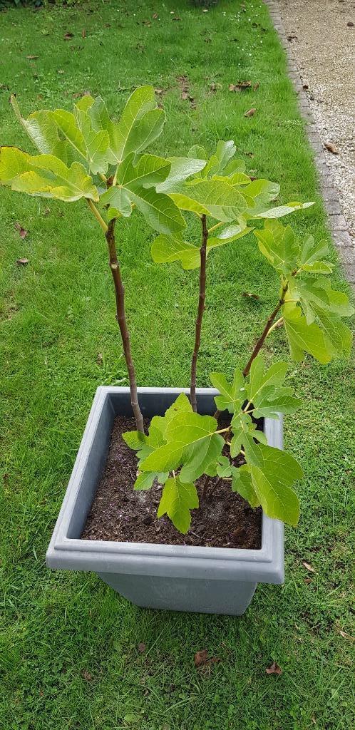 VIJGENBOOM, Tuin en Terras, Planten | Bomen, Minder dan 100 cm, Volle zon, Zomer, Ophalen