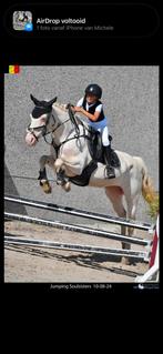 Brave kinderpony 16 jaar, Dieren en Toebehoren, Pony's, Ontwormd
