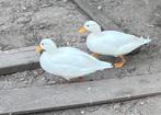 Witte mannelijke Hollandse kwakers, Dieren en Toebehoren