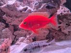 aulonocara red dragon firefish 4a5cm groot, Dieren en Toebehoren, Vis, Zoetwatervis