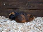 2 cavia's (beertjes), Dieren en Toebehoren, Knaagdieren, Februari, Mannelijk, Cavia