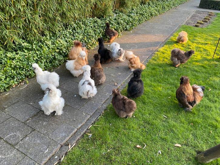 Broedeieren USA Zijdehoen, Dieren en Toebehoren, Pluimvee, Kip
