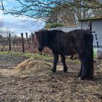 BELGISCH MINI-PAARDJE, Mei