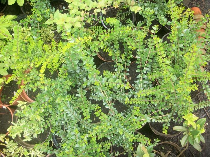 Bodembedekkende Lonicera en andere vaste planten, Tuin en Terras, Planten | Tuinplanten, Vaste plant, Bodembedekkers, Ophalen