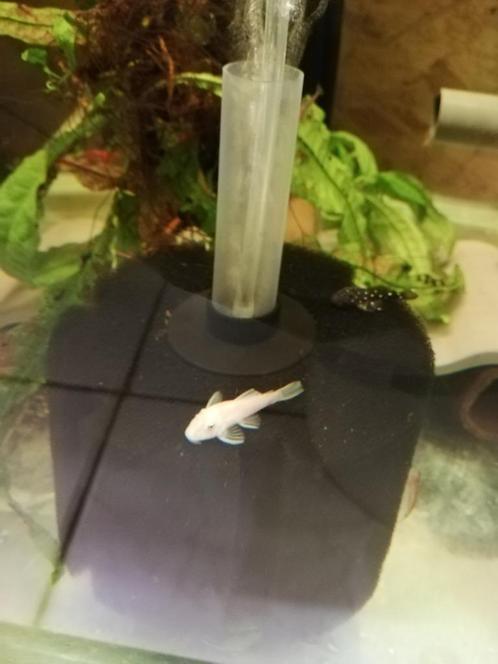 Unieke L144 snow white Ancistrus jongen, Dieren en Toebehoren, Vissen | Aquariumvissen, Zoetwatervis, Vis