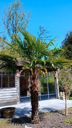 Palmier hauteur 2m50, Jardin & Terrasse, Plantes | Arbres, Enlèvement, Palmier