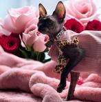 Uniek sphynx meisje met stamboom 🥰, Dieren en Toebehoren, Poes, Gechipt, 0 tot 2 jaar