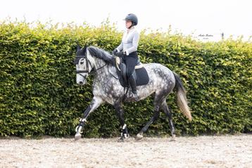 5 jarige Lusitano merrie beschikbaar voor biedingen