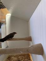 tijgervink, Dieren en Toebehoren, Mannelijk, Tropenvogel
