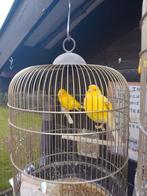TRÈS BEAUX CANARIS DE COULEUR SIFFLANTE, avec ou sans cage, Plusieurs animaux, Canari chanteur
