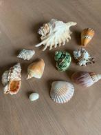 Aquarium schelpen, Verzamelen, Mineralen en Fossielen, Schelp(en), Ophalen of Verzenden