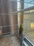 Grasparkieten 2025 geringd, Dieren en Toebehoren, Meerdere dieren, Parkiet, Geringd