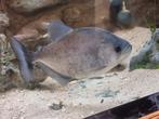 Rhombeus (black) piranha, xingu river., Dieren en Toebehoren, Vis