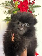 Magnifique bébé spitz pomeranien, Dieren en Toebehoren, Honden | Chihuahua's en Gezelschapshonden, België, Overige rassen, CDV (hondenziekte)