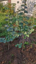 Zilverlindes, Ophalen