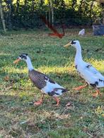 🦆 Indische loopeenden (woerden) 🦆, Dieren en Toebehoren, Pluimvee, Mannelijk, Eend