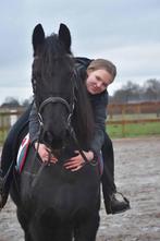 Te lease: Hendrik, een droom van een Fries!, B, Ruin, 160 tot 165 cm, 11 jaar of ouder