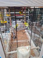 3 vogels , samen met kooi,, Animaux & Accessoires, Oiseaux | Canaris