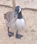 Canadees ganzen koppel, Dieren en Toebehoren, Pluimvee
