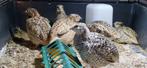 2-4 Jumbo Japanse kwartels, Plusieurs animaux