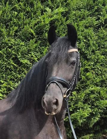 Leuke friese merrie te koop beschikbaar voor biedingen