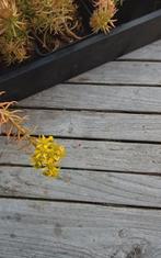 Sedum reflexum, bodembedekker (Mortsel), Tuin en Terras, Planten | Tuinplanten, Ophalen, Zomer