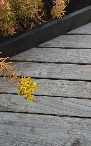 Sedum reflexum, bodembedekker (Mortsel) beschikbaar voor biedingen