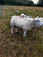 Dekram franse texel, Dieren en Toebehoren, Schapen, Geiten en Varkens, Mannelijk, Schaap, 3 tot 5 jaar